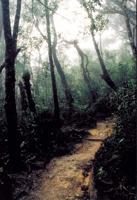 bjergskov mt kinabalu