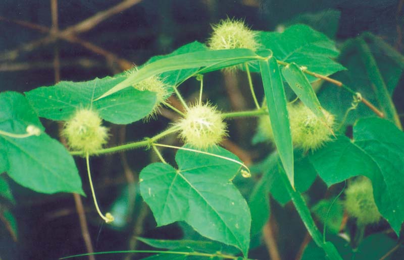 blomst ved vejarbejde