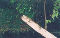 kinabatangan monitor lizard